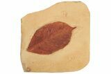Red Fossil Leaf (Phyllites) - Montana #189021-1